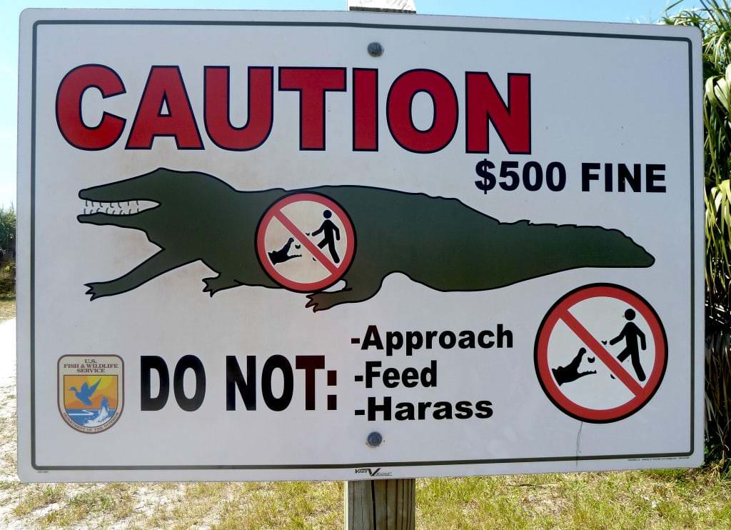 alligators on sanibel