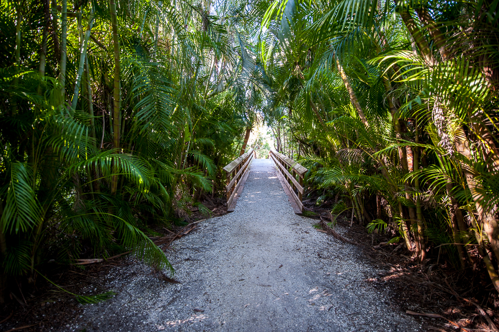 Pathway surrounded by palm trees on Sanibel Island