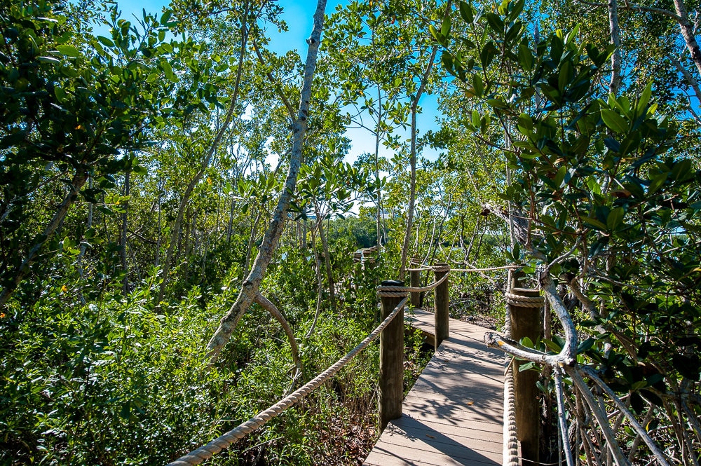 Wooden walkway amongst Mangrove trees on Sanibel Island, FL