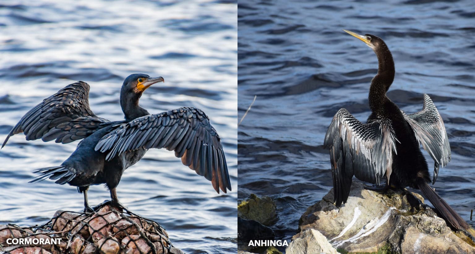 Anhinga vs Cormorant Difference Between Anhinga & Cormorant