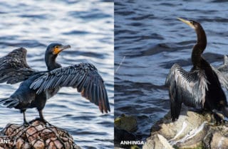 Anhingas vs. Cormorants