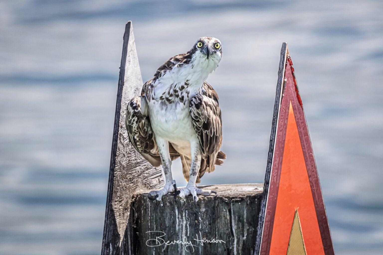 Do Ospreys Return To The Same Nest Each Year?