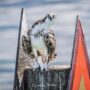 ospreys nesting