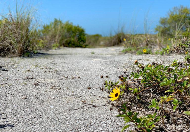 Beach Sunflowers & Other Flowers Found on Sanibel Beaches