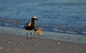 Birds on Sanibel Beach