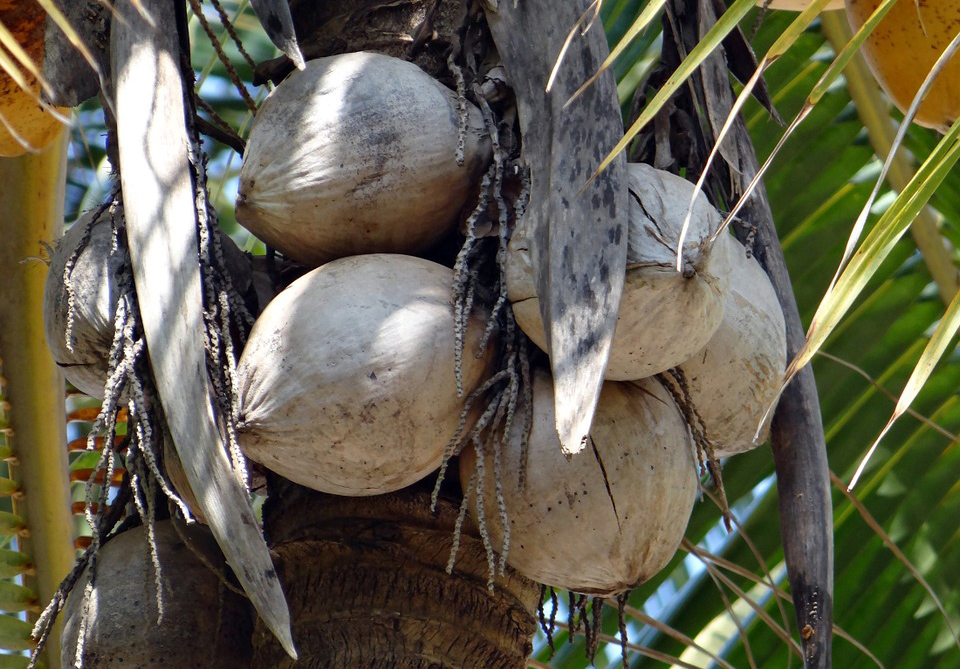 Dead coconuts in a palm tree