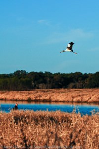 A flying Wood Stork