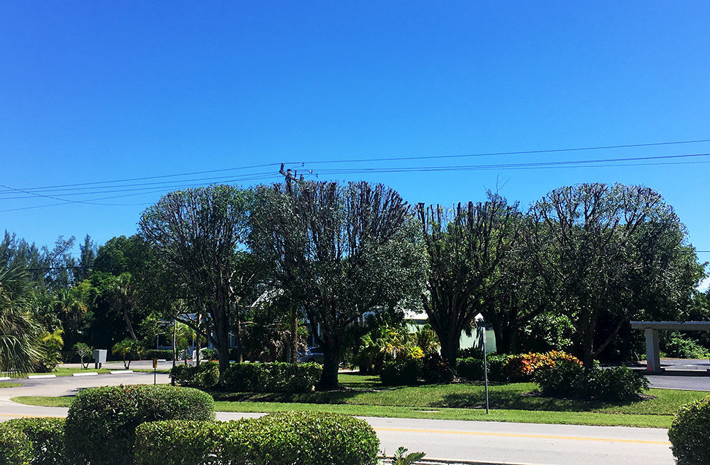 Trees and powerlines in front of a home on Sanibel Island, FL