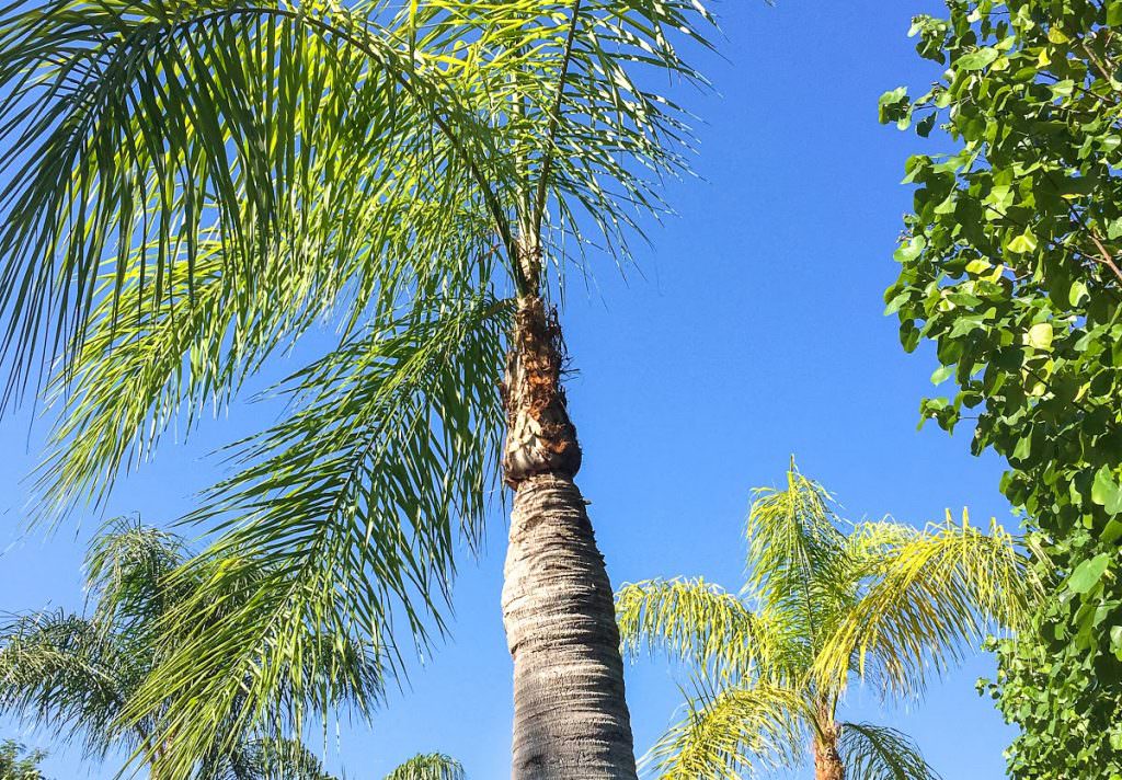 Sanibel Palm Trees