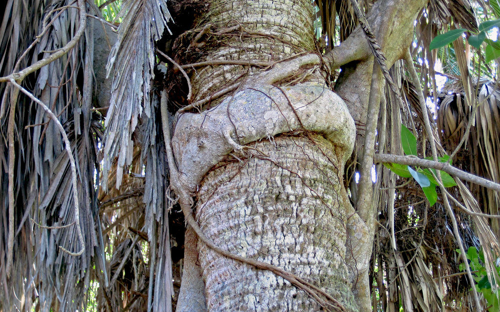 Strangler Fig roots around a tree
