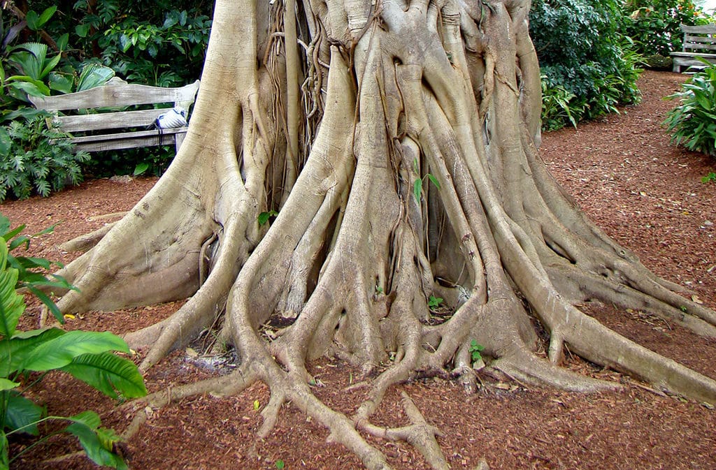 Strangler fig tree roots