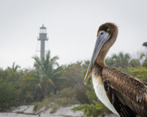 Sanibel pelican lighthouse