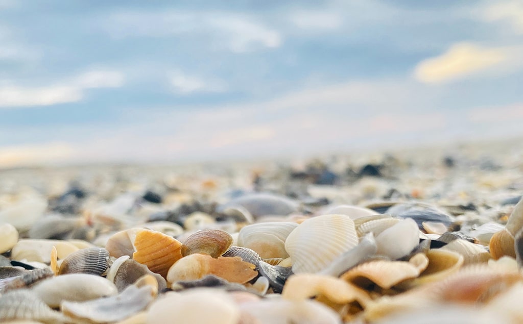 7 Rare Seashells Found on Sanibel Island & 7 Common Shells