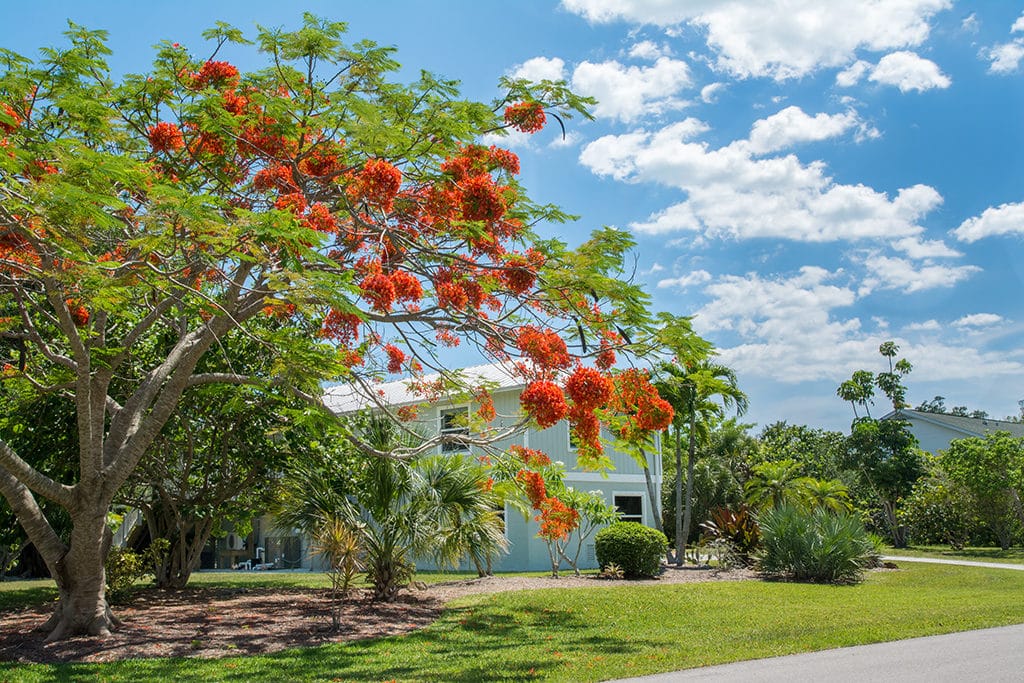 Flowering Trees Are Blooming In Florida