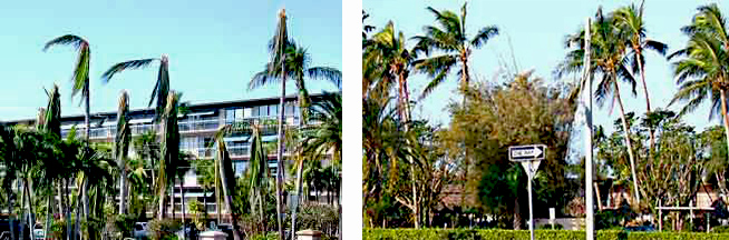 Comparison of palm trees on Sanibel Island after hurricane Wilma