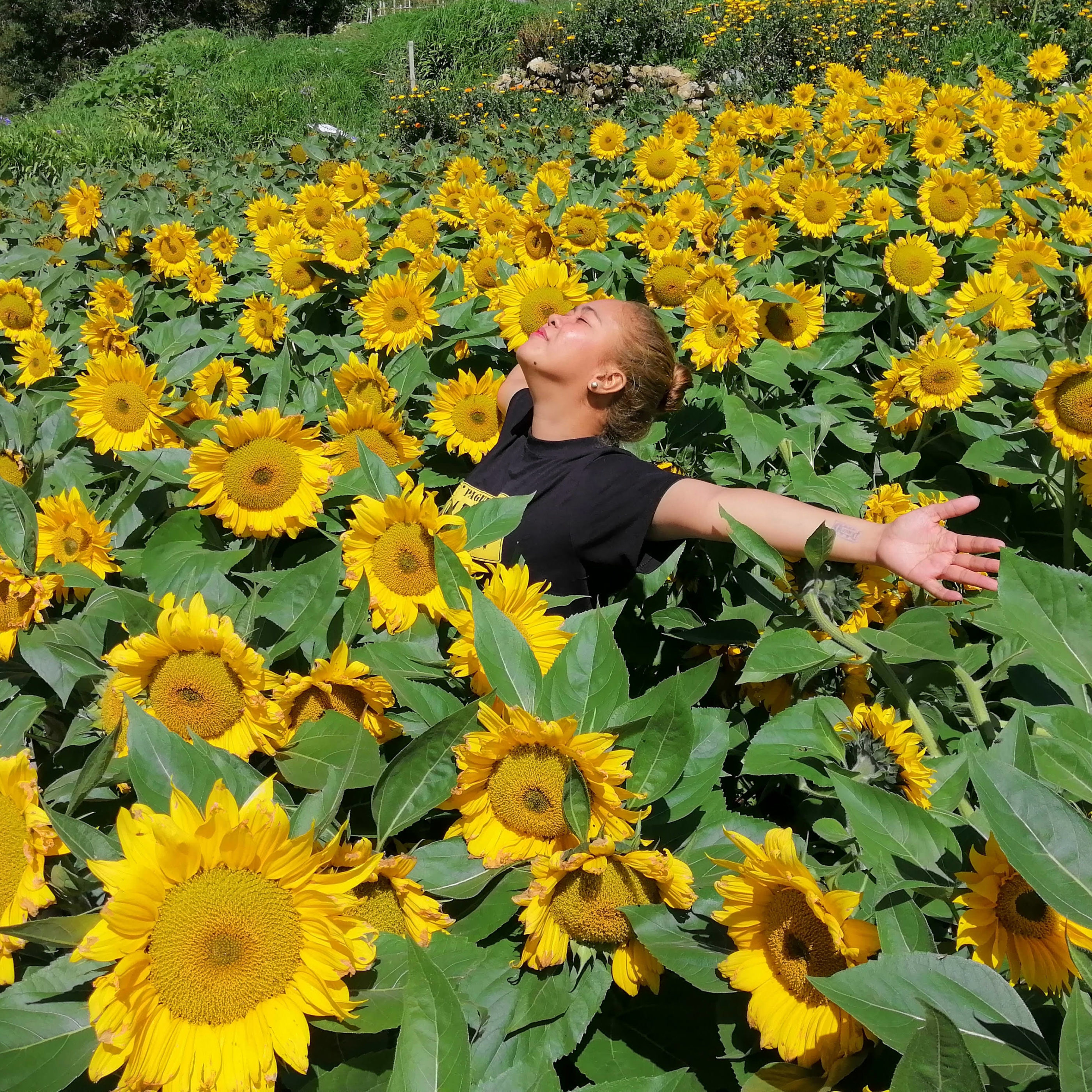 Exploring a sunflower farm in Atok, Philippines