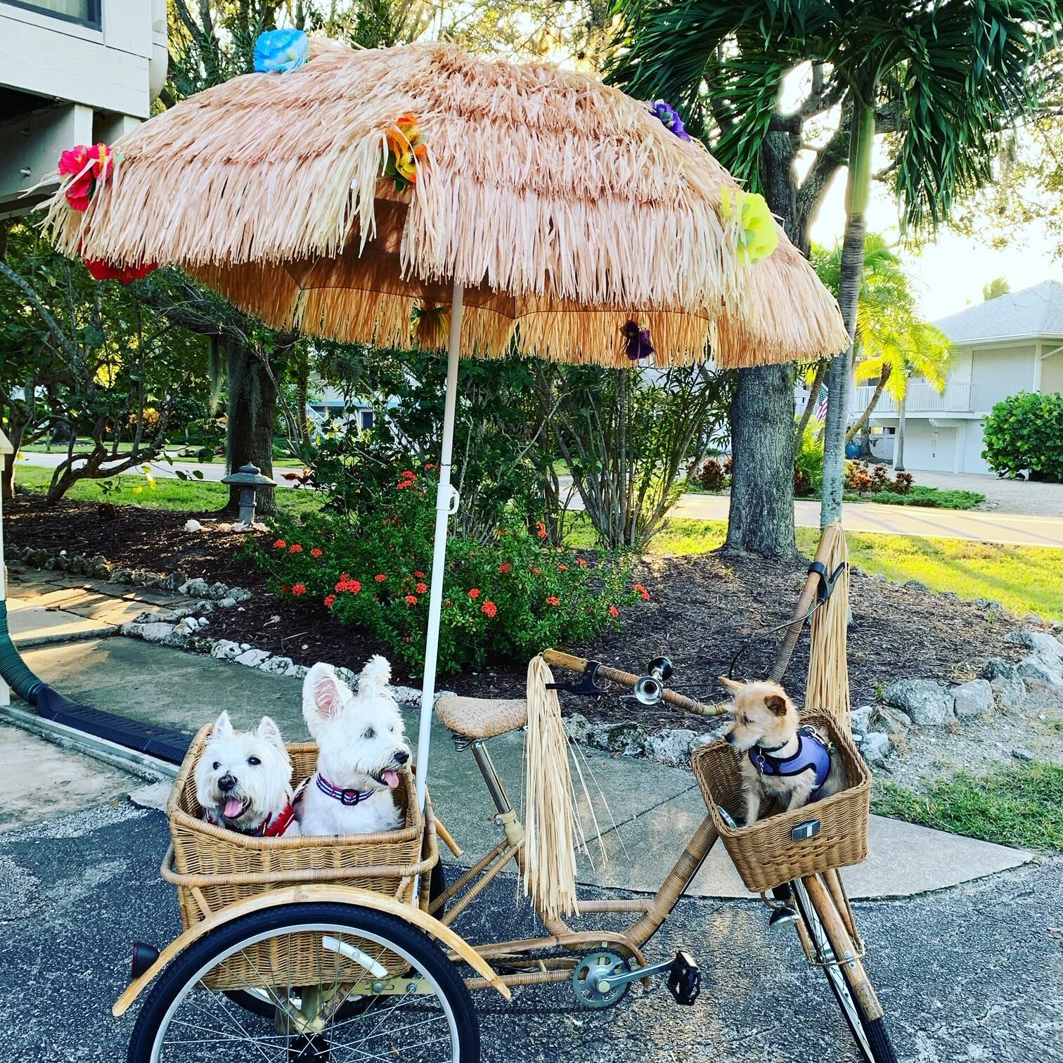 Tiki Dog Cruiser