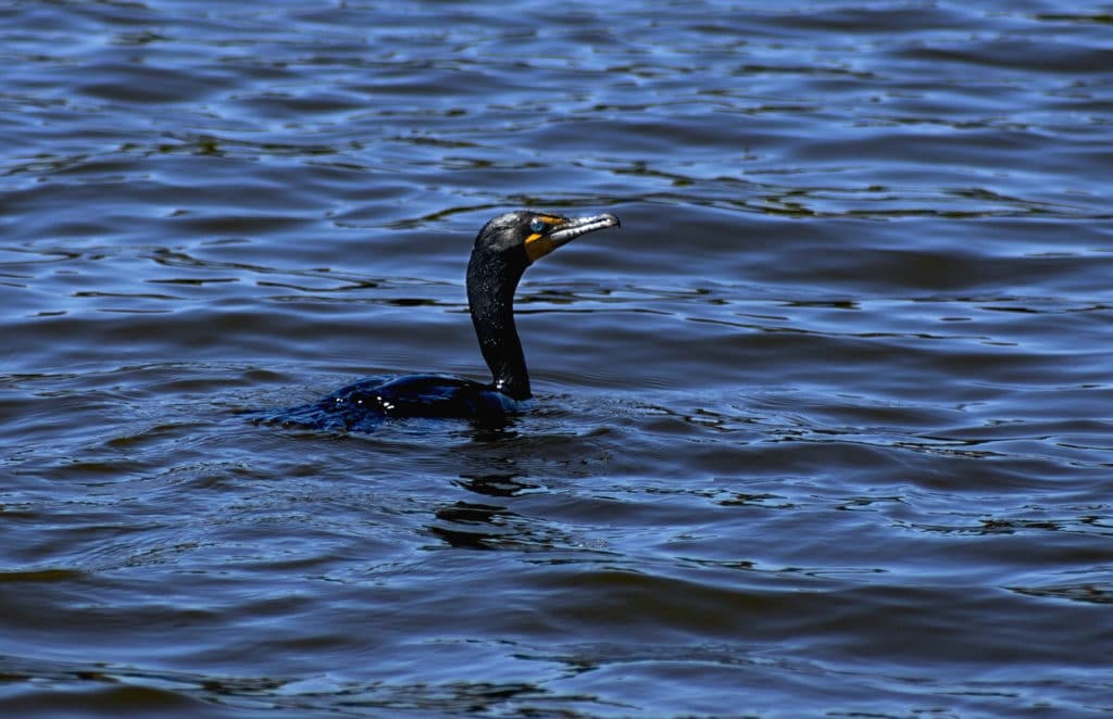 anhingas vs. cormorants
