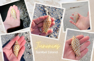 Junonia shells on Sanibel