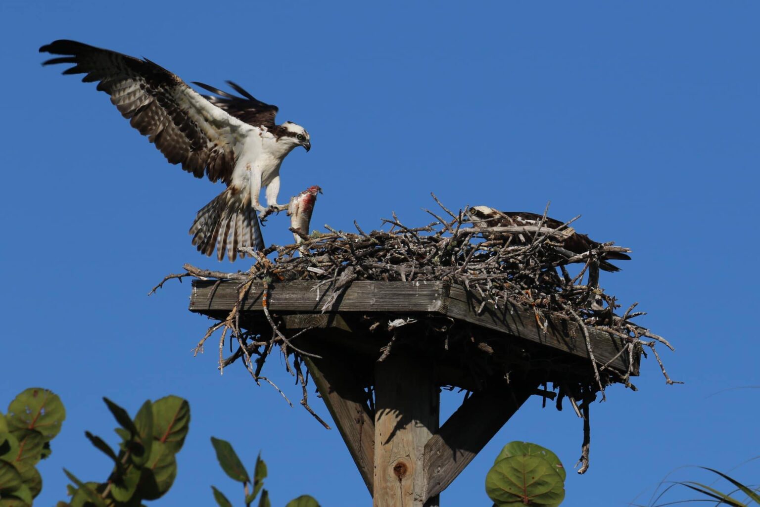 Do Ospreys Return To The Same Nest Each Year?