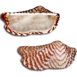 Common Florida Seashells